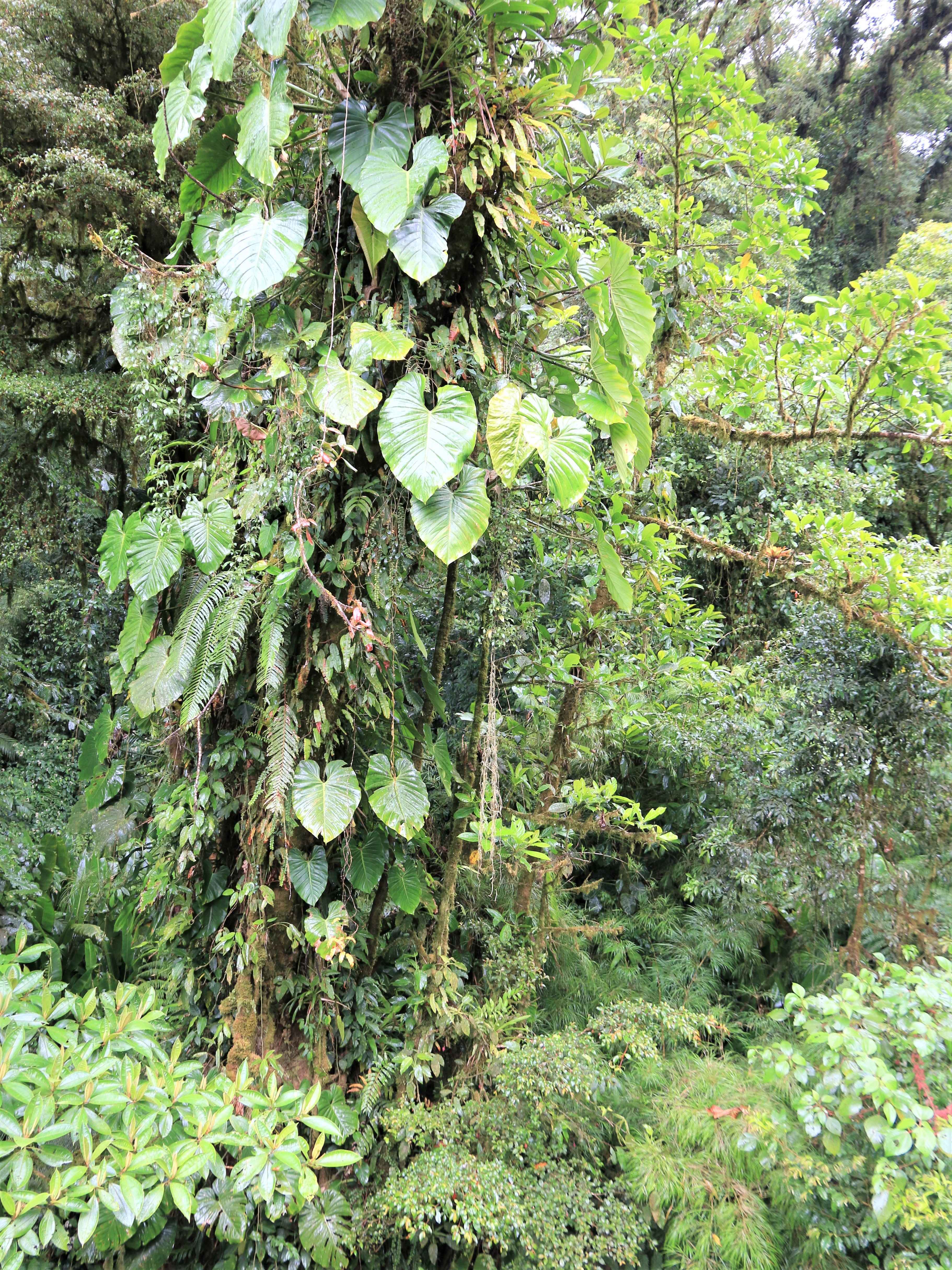 Costa Rica